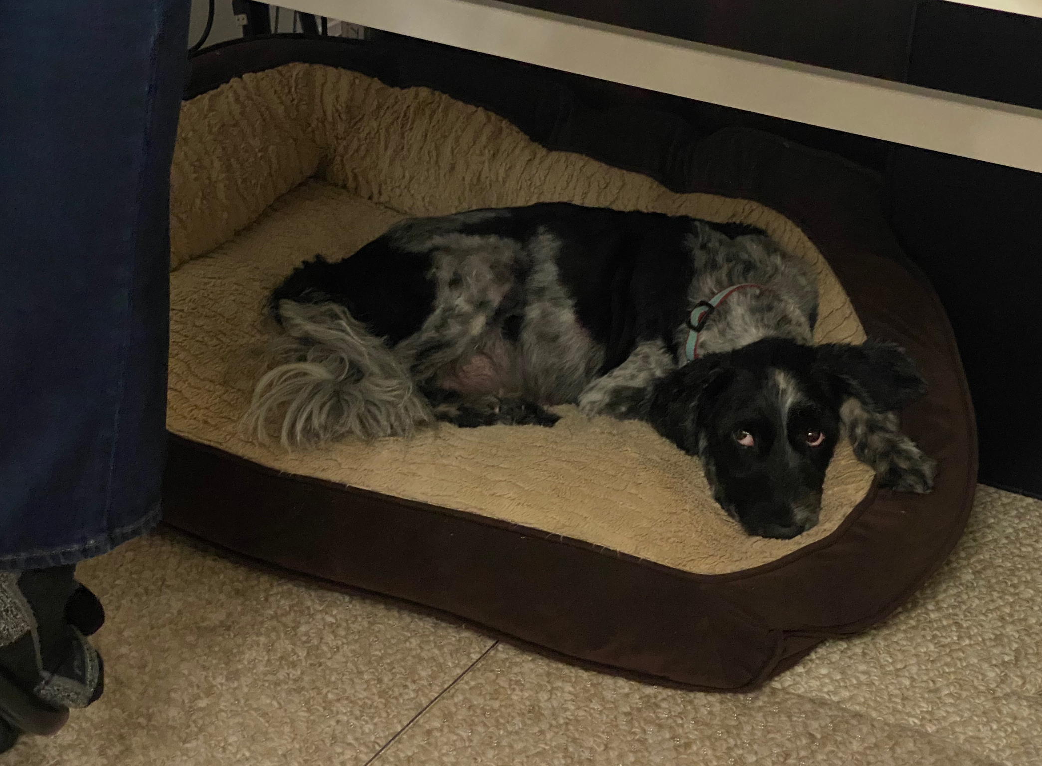 Obi under my desk