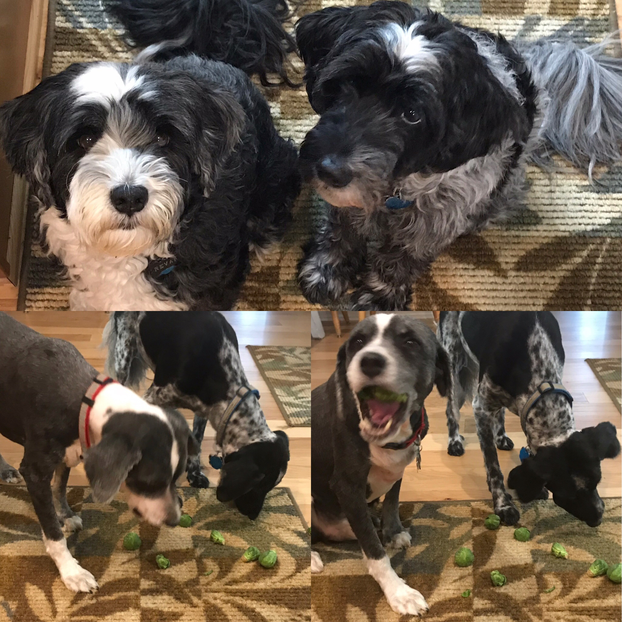 Before and After Grooming Day