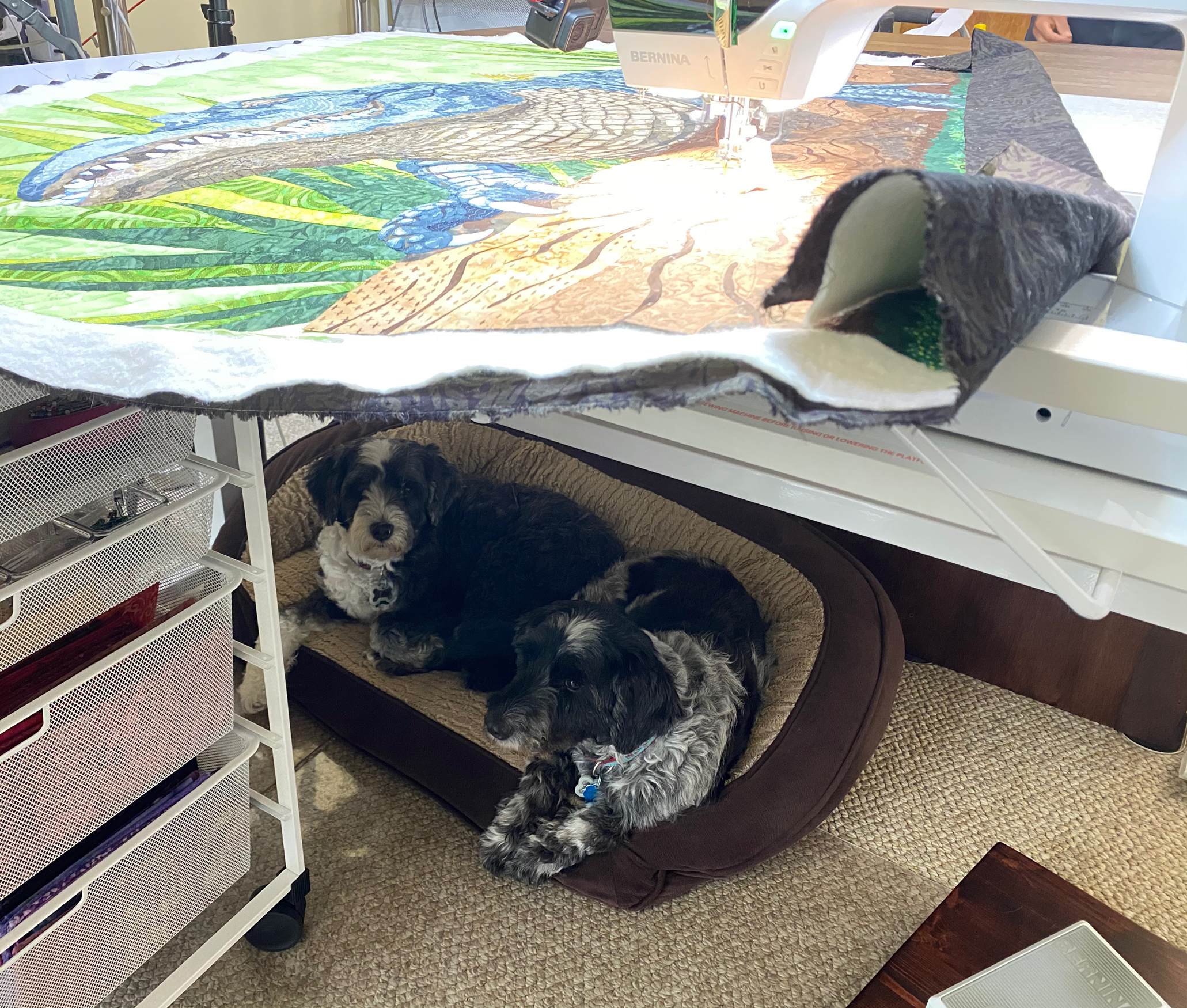 Puppies under my desk